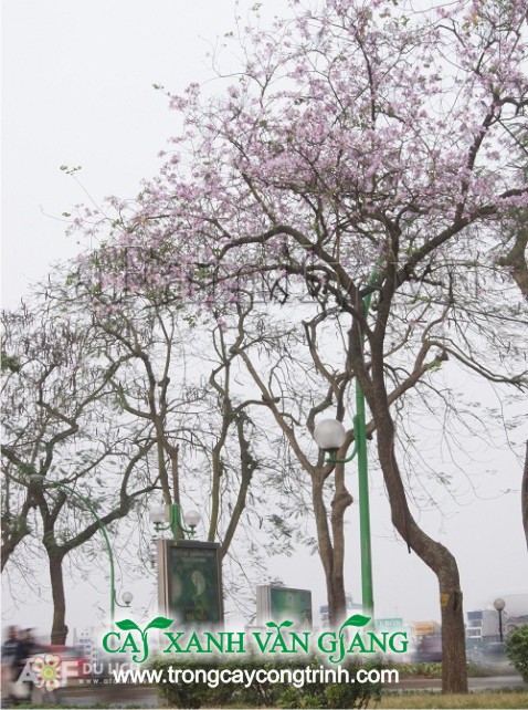 ban trang 3