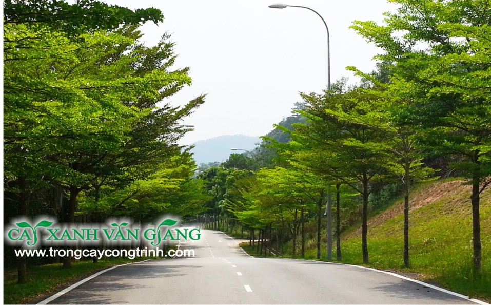 bang dai loan 2