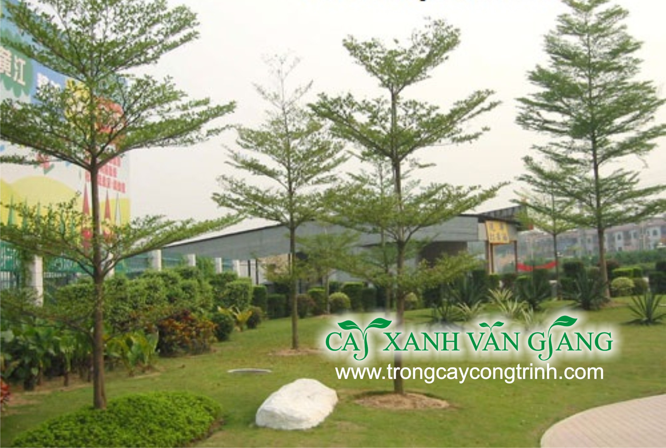 cay chieu lieu 1
