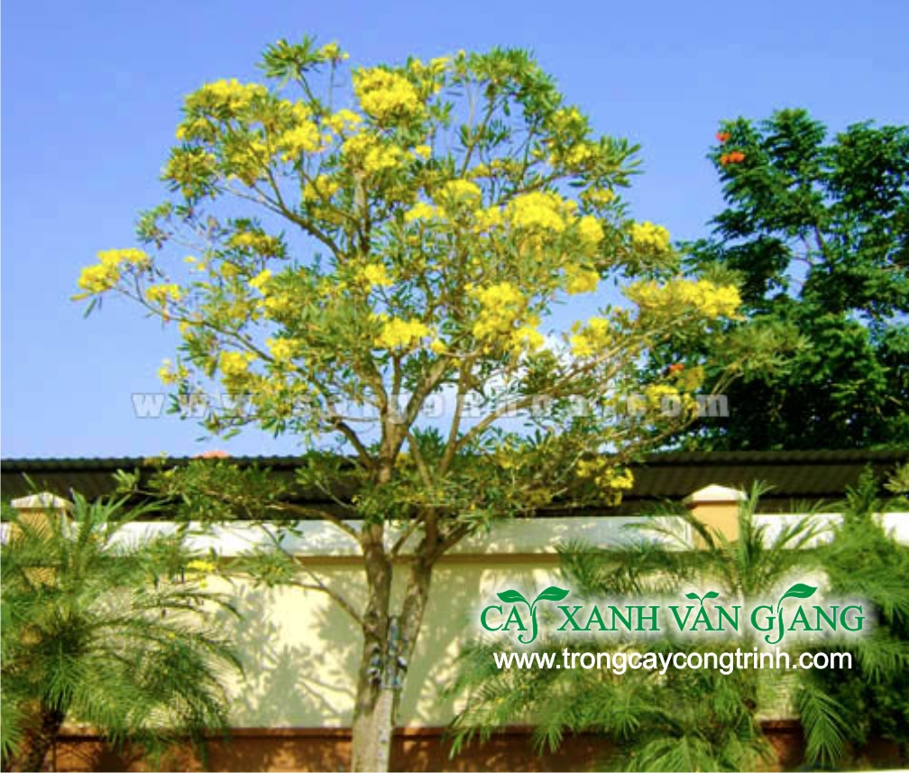 cay chuong vang 1