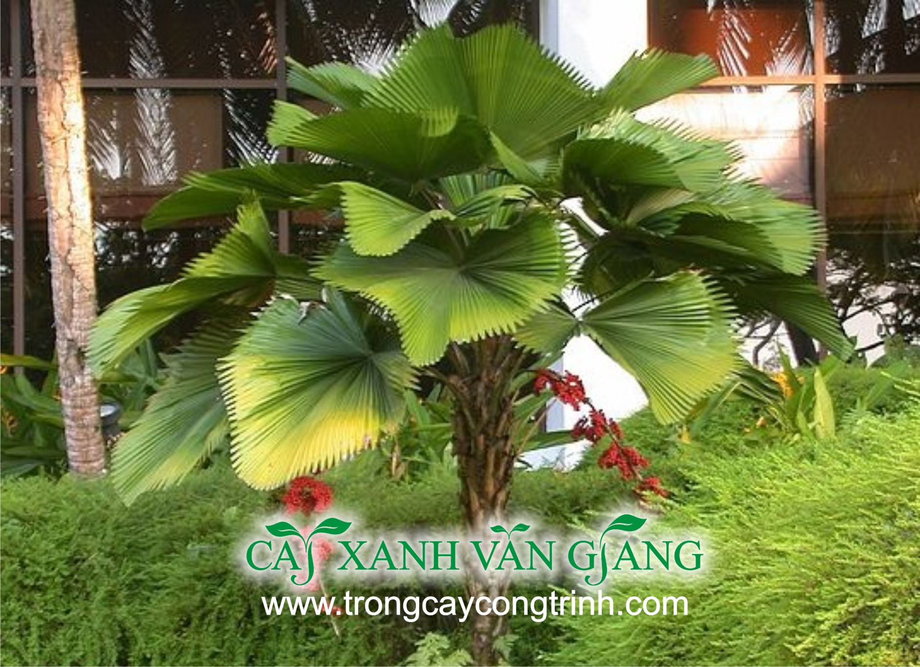 cay ke nhat 1