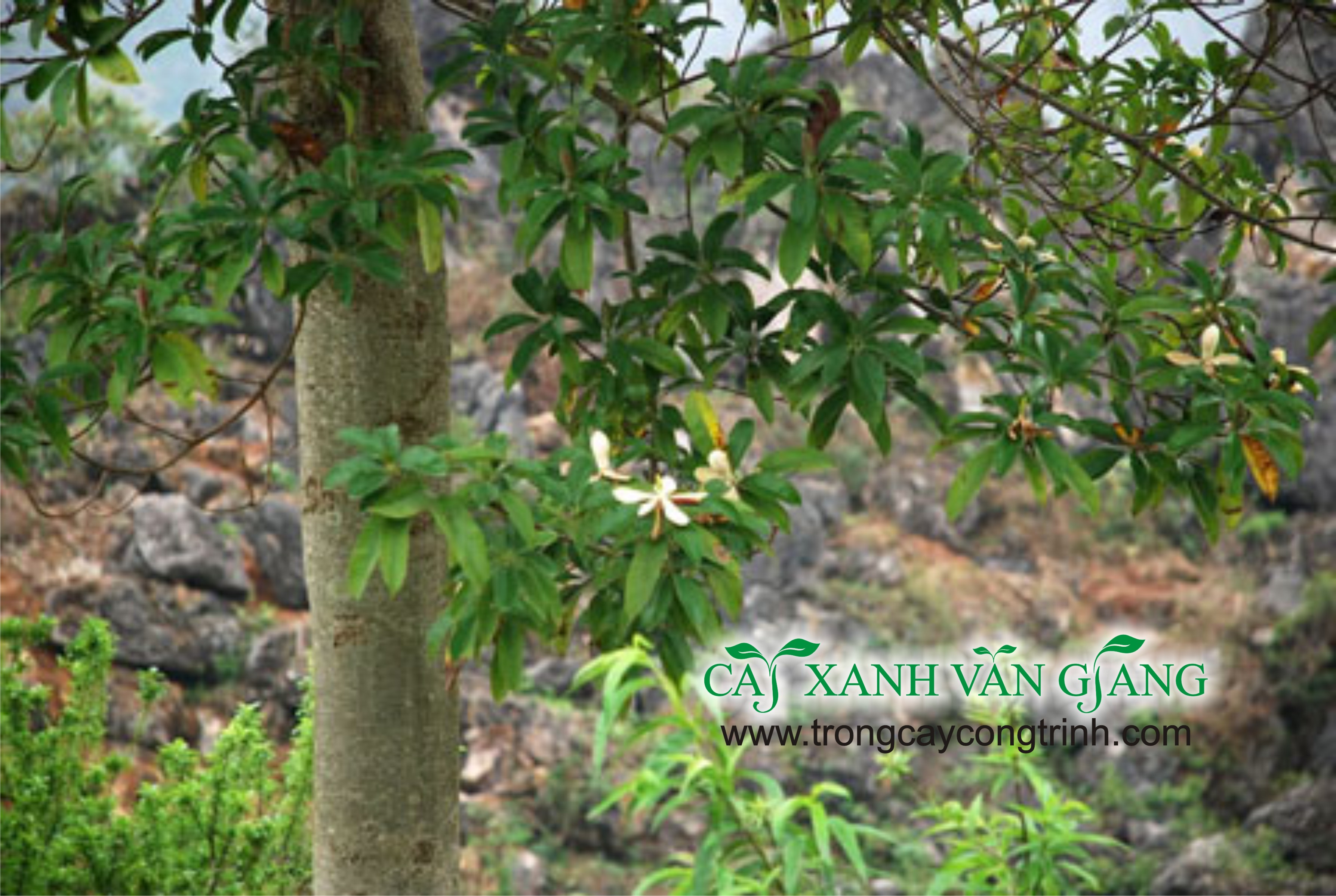 cay mo vang tam 01