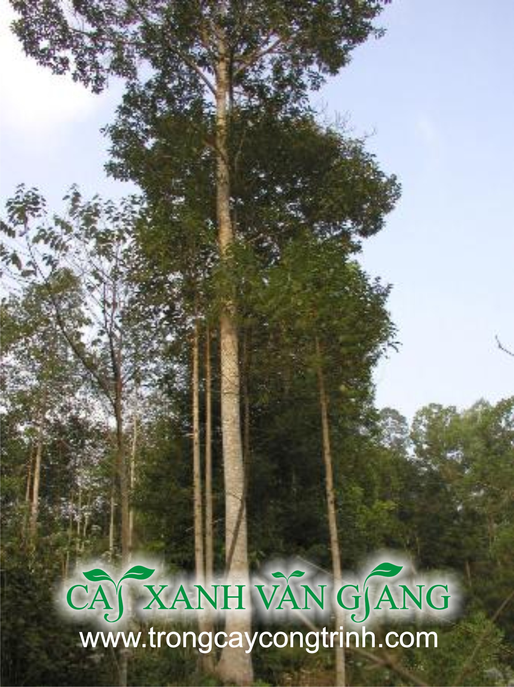 cay mo vang tam 02
