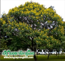vang anh 1