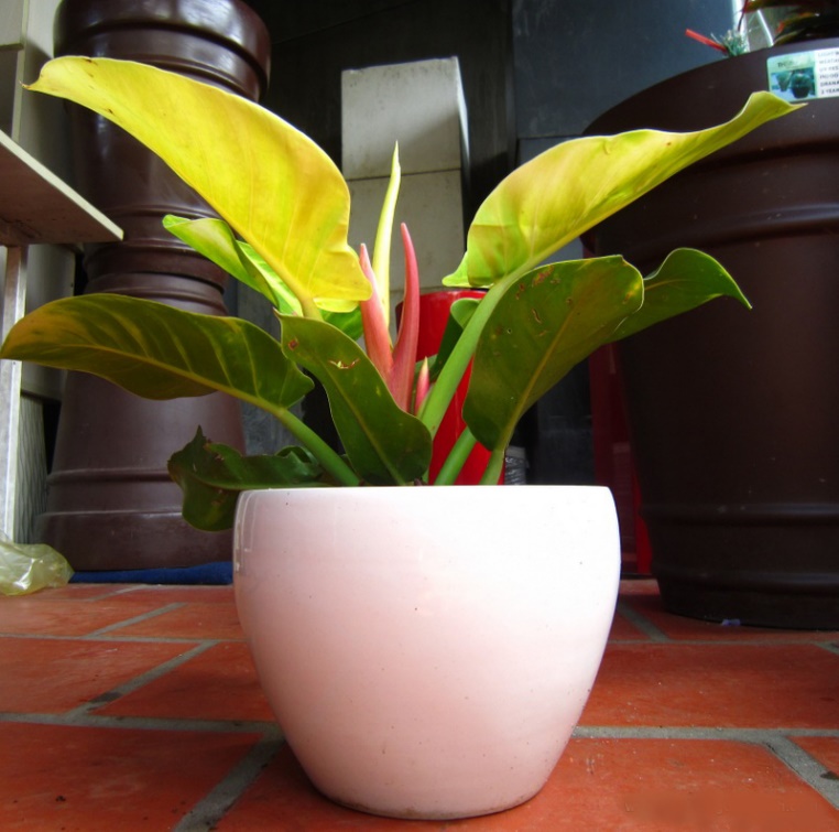 image010