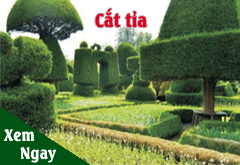 cat-tia-cay-xanh-cong-trinh
