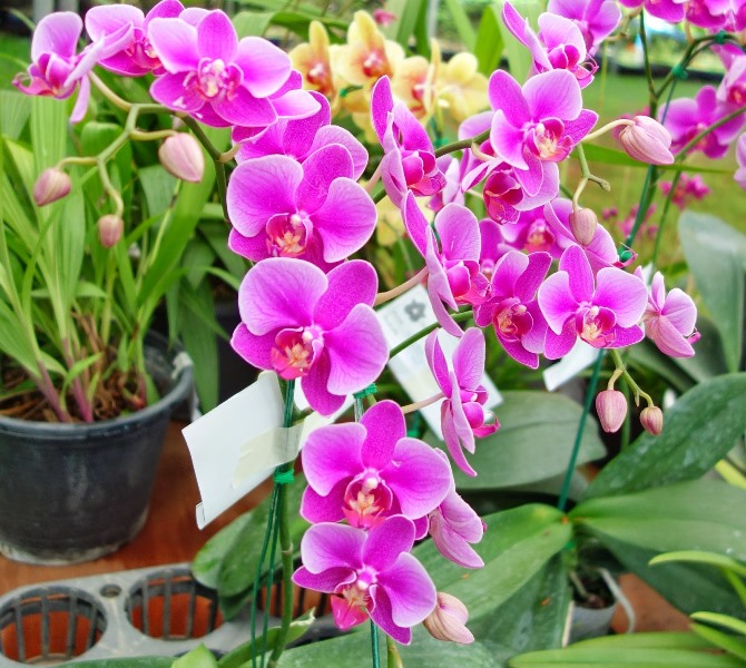 12 loại cây cảnh mang tài lộc vào nhà ngày Tết