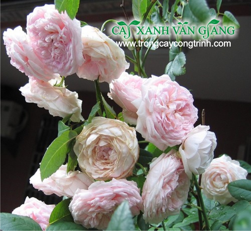 hoa hong ngoc lung linh 02