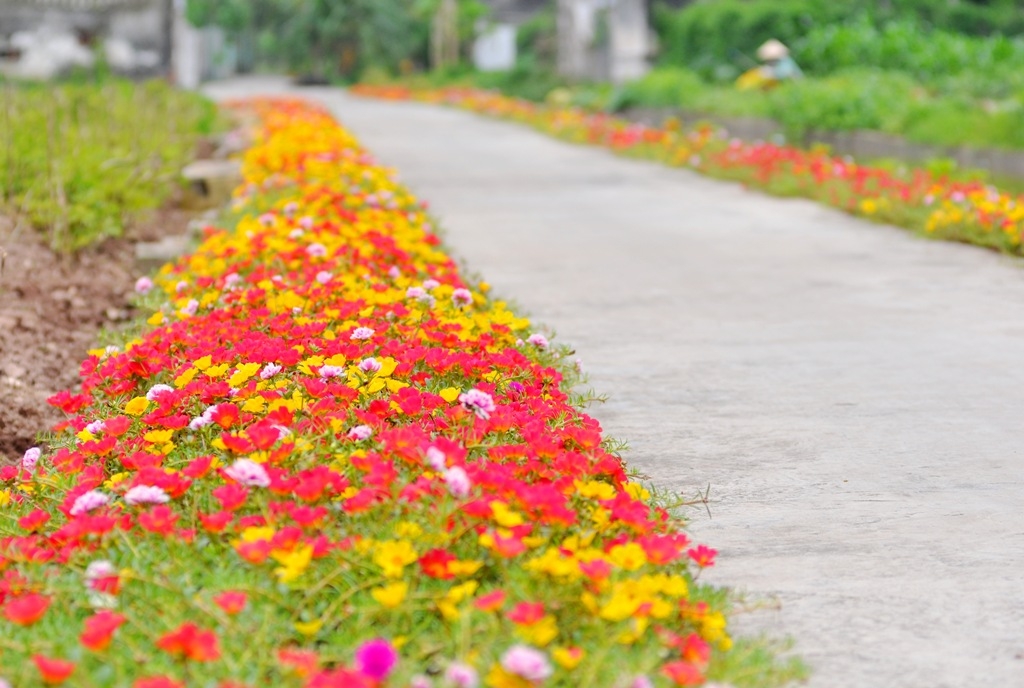 hoa mười giờ 2