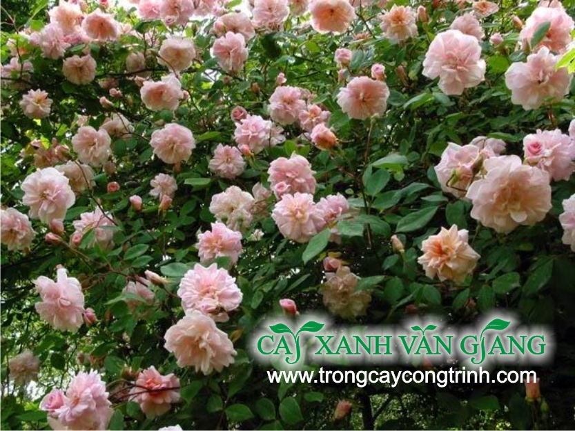 hong da lat 01