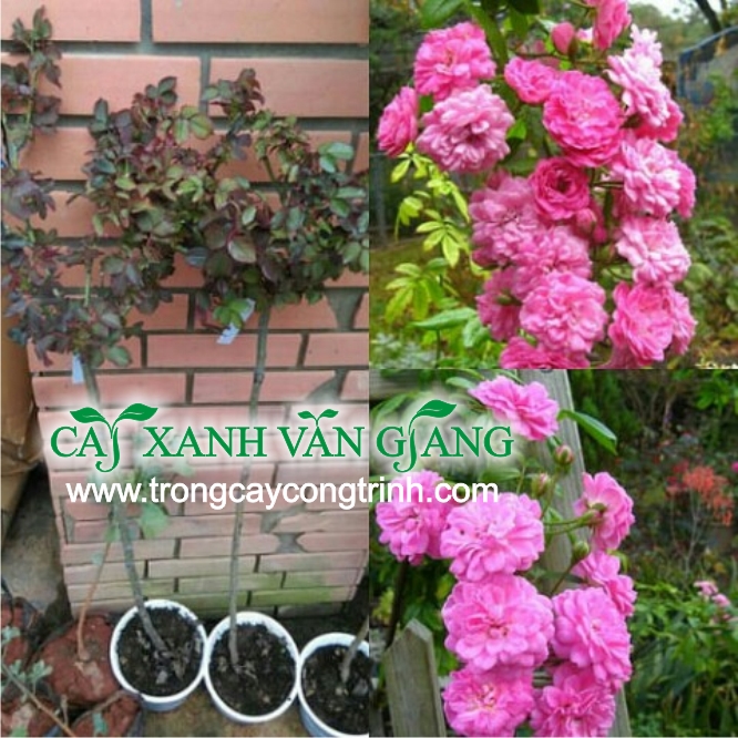hong da lat 02