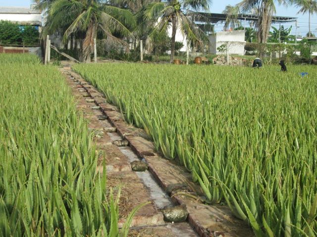 huong-dan-trong-cay-nha-dam-tai-nha-hieu-qua