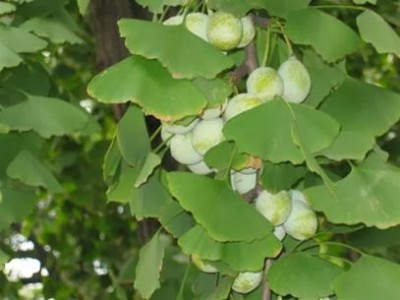 caynganhanh87