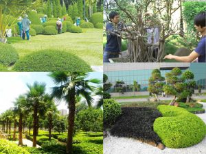 cung-cap-cay-cong-trinh-uy-tin