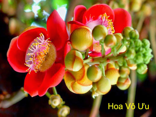hoa-Vô-Ưu