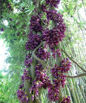 huyet-long-4