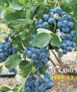 cay-viet-quat