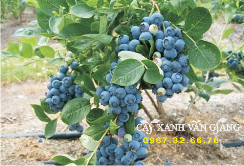 viet-quat-2