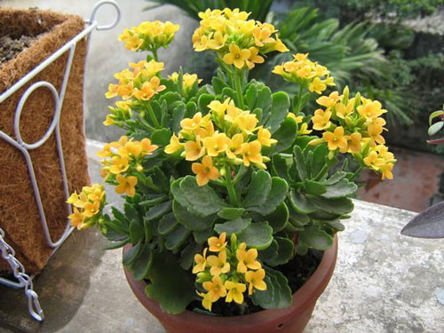 cay-song-doi
