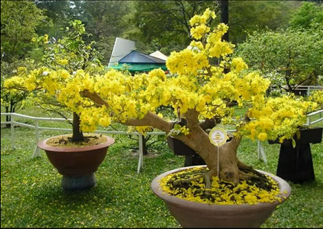hoa-mai-vang-dep-2