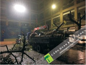 Dịch vụ chăm sóc cây xanh của Văn Giang