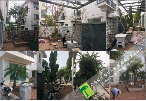 Sân vườn phải thoáng cung cấp đủ ánh sáng cho cây