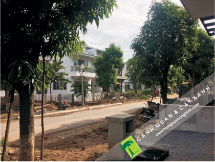 Tiêu chí chọn cây công trình