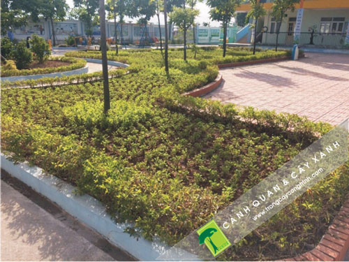 trồng cây xanh trong vườn hoa và công viên