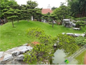 thiết kế thảm cỏ công trình trong sân vườn