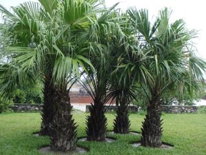 cây cọ tài lộc