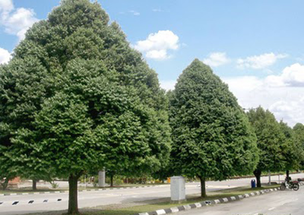 cây xanh khu công nghiệp