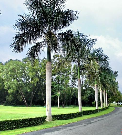 trồng cây xanh ven đường