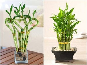 cây phất lộc