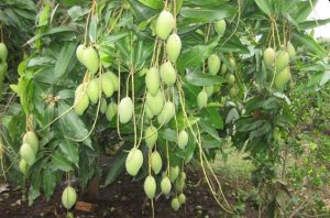 trồng cây xoài