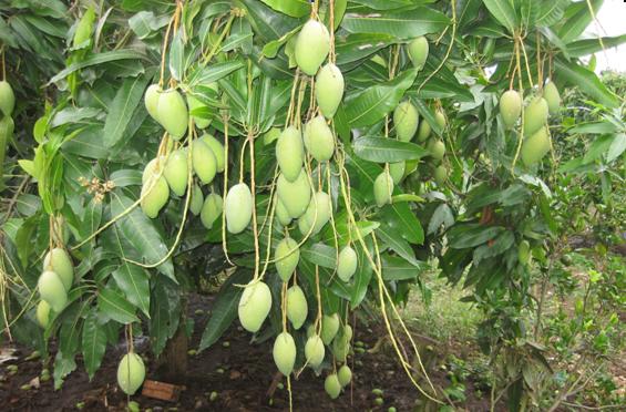 trồng cây xoài