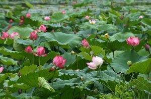 hoa sen và tác dụng phong thủy