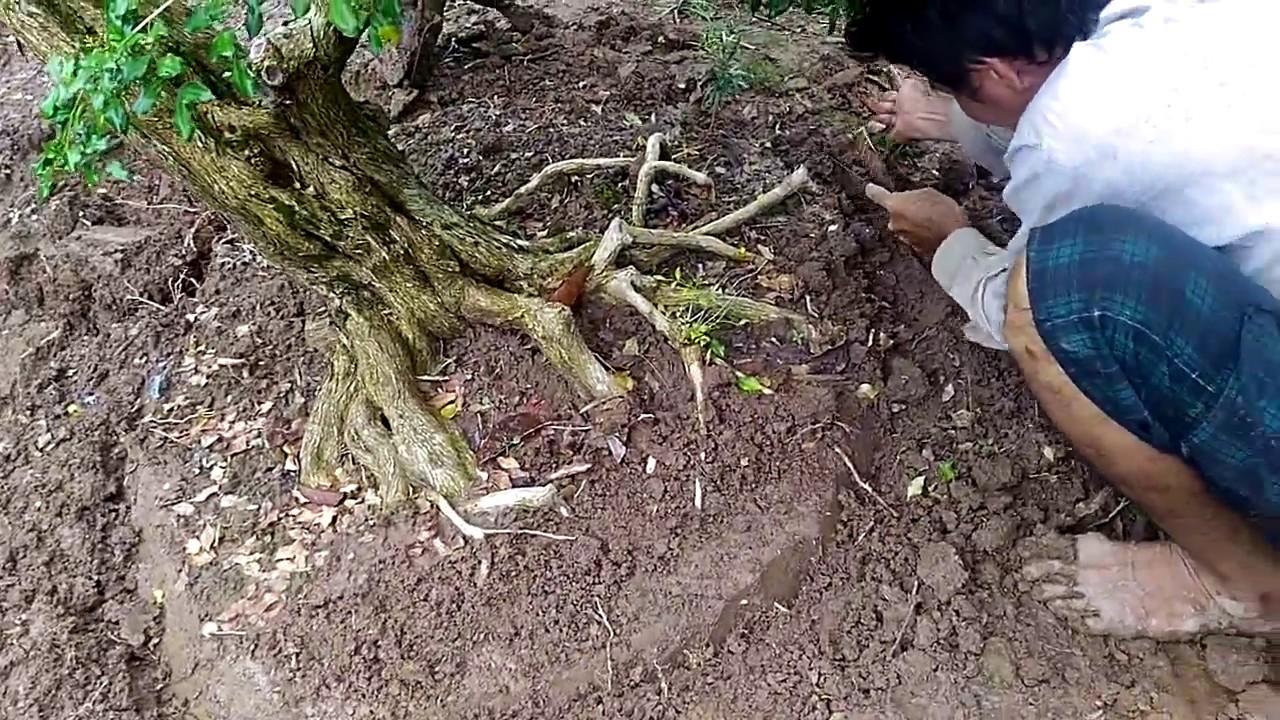 Cách chăm sóc cây xanh công trình