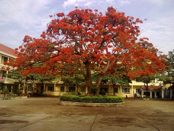 cây phượng vĩ và tuổi học trò