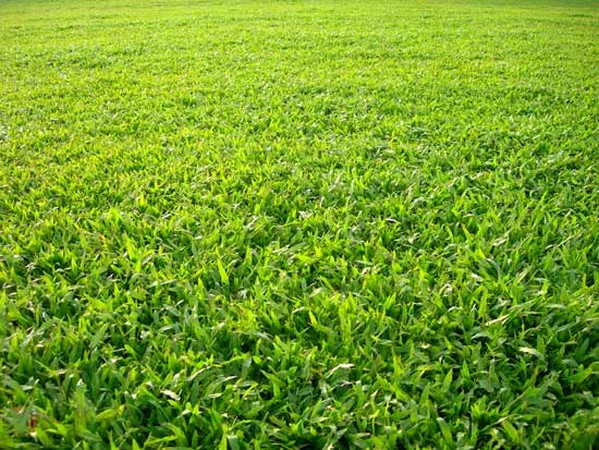 cỏ lá gừng 
