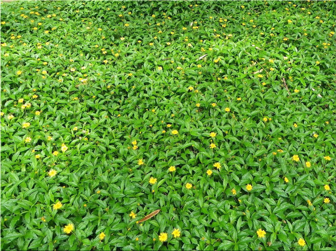 co-xuyen-chi