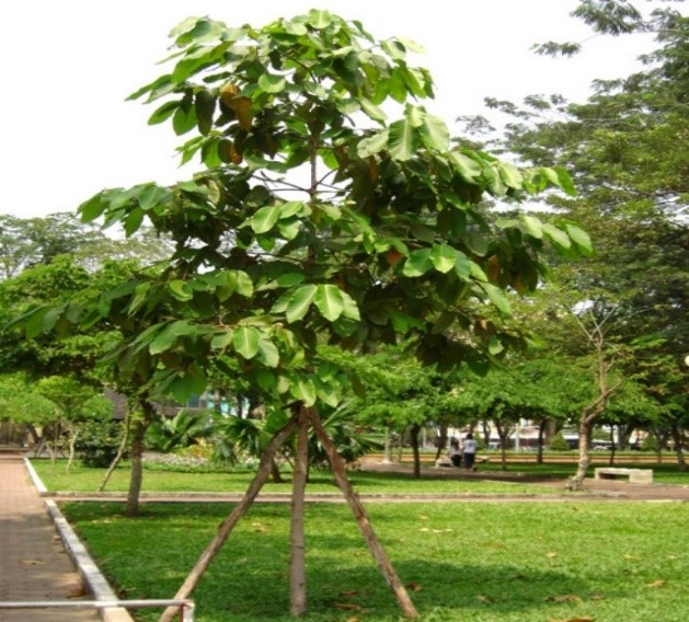 Cay-dau-rai
