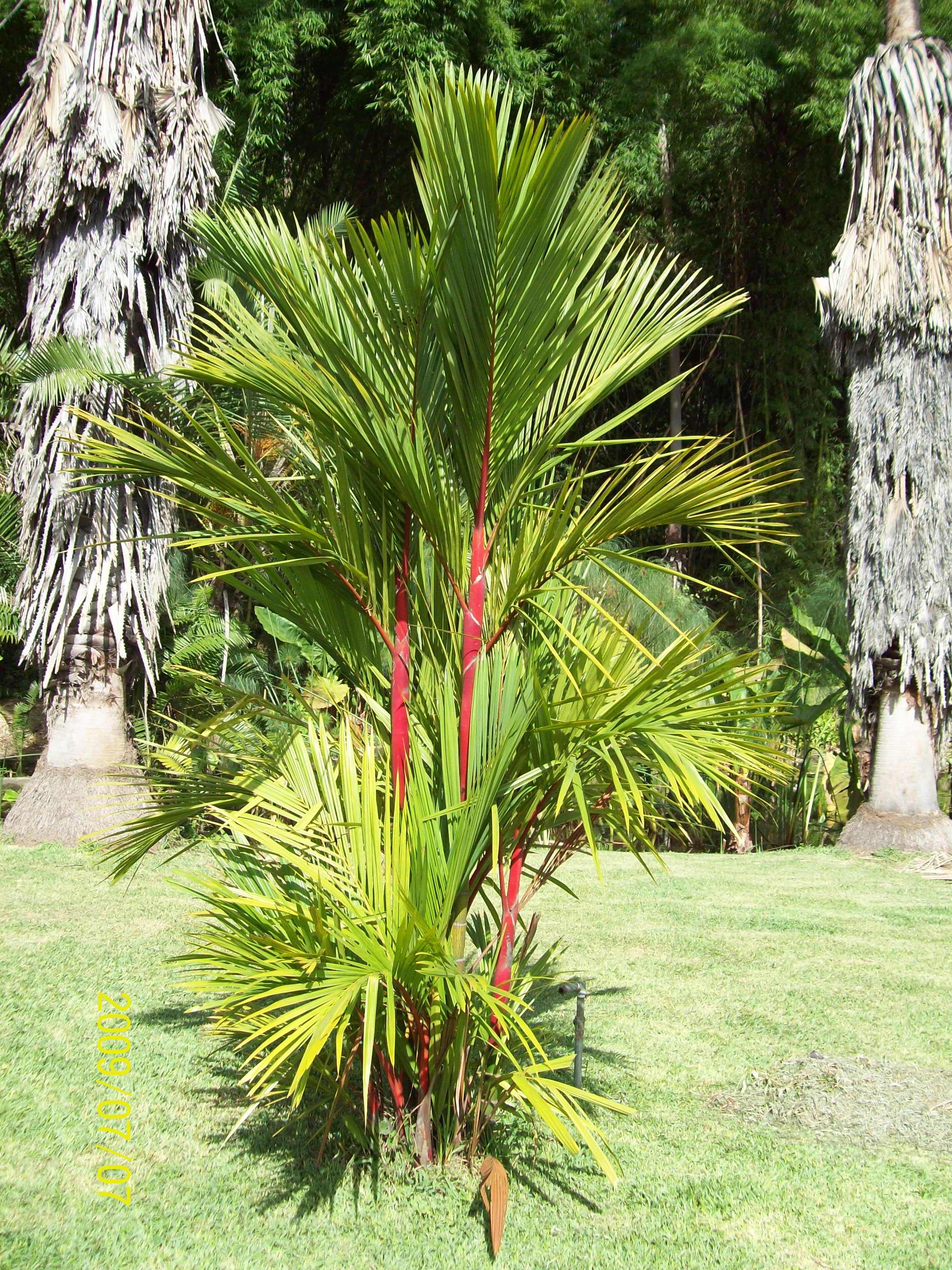 cay-cau-duoi-chuon