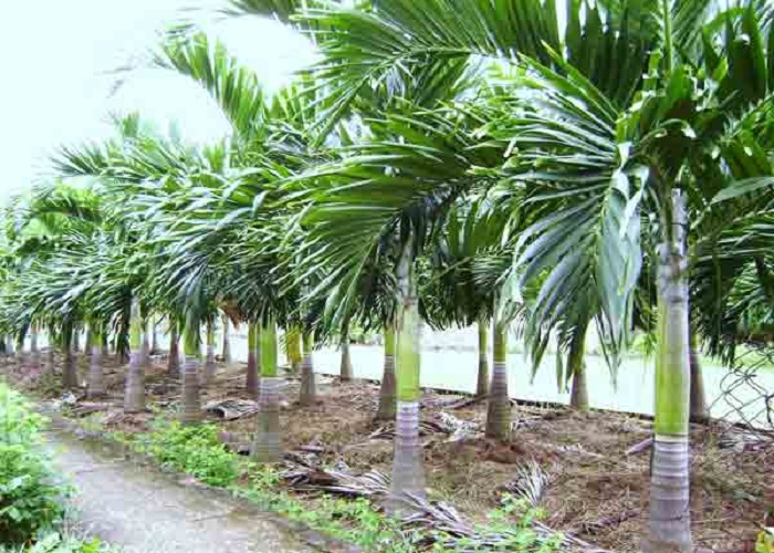 cay-cau-trang
