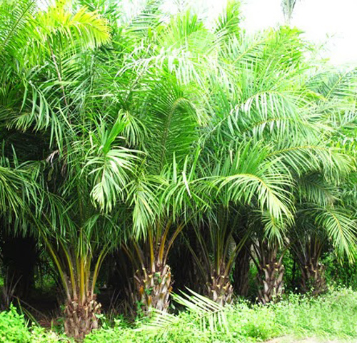 cay-co-tau