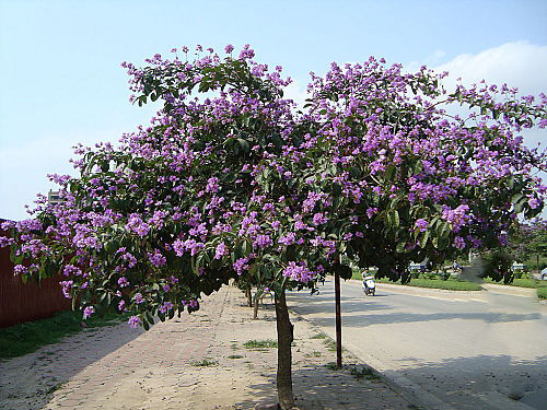 cay-xanh-cong-trinh-cay-bang-lang