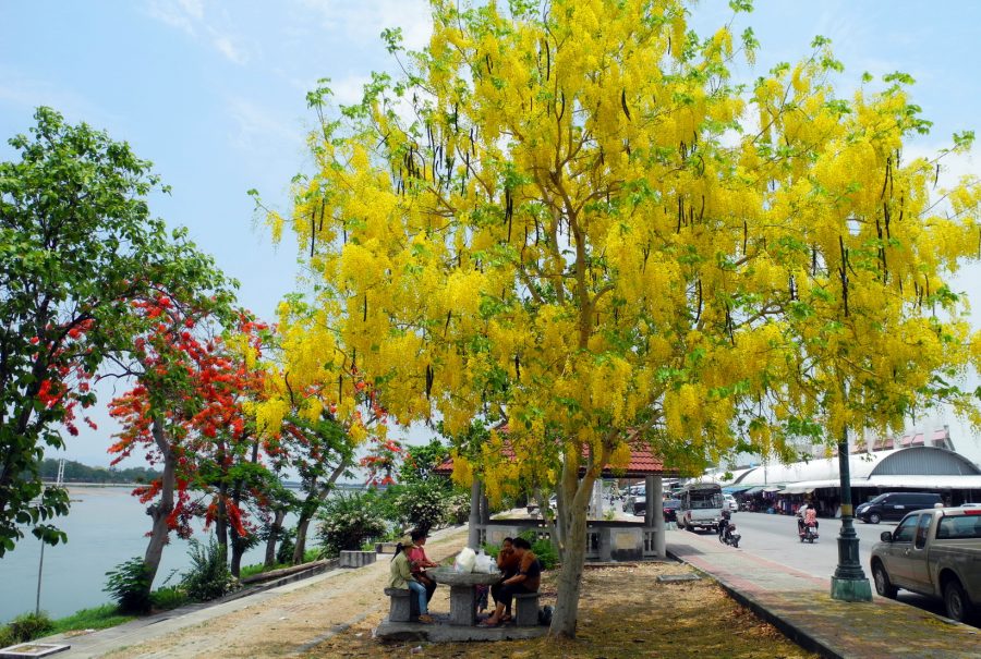 cay-xanh-cong-trinh-cay-muong-hoang-yen