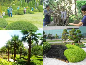 Dịch vụ trồng cây xanh trang trí sân vườn