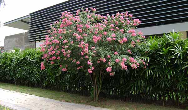 cay-canh-hoa-dep