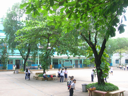 cay-bong-mat-thuong