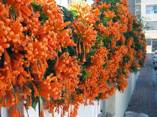 Điểm danh những loại cây trồng sân vườn ưa chuộng nhất hiện nay